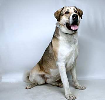 Photo of *ASTRID