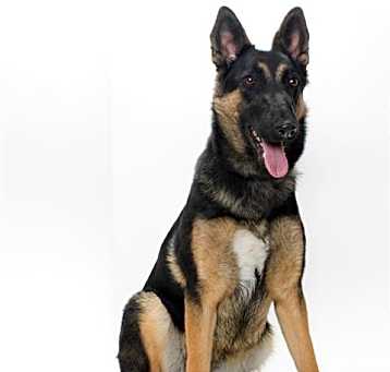 Photo of SASHA
