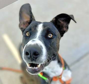Photo of ODIE