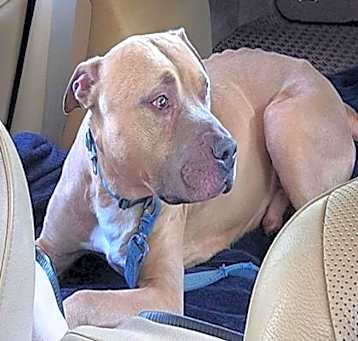 Photo of *BUDDY