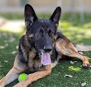 Photo of LOUIE