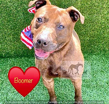 Photo of BOOMER