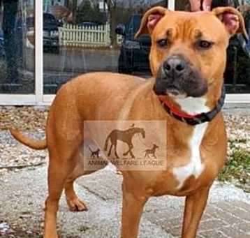 Photo of AMARETTO