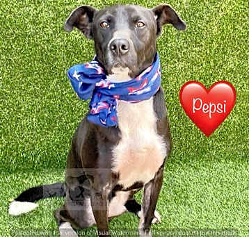 Photo of PEPSI