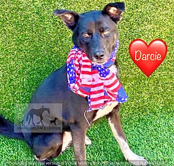 Photo of DARCIE