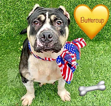 Photo of BUTTERCUP