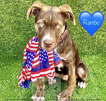 Photo of RAMBO