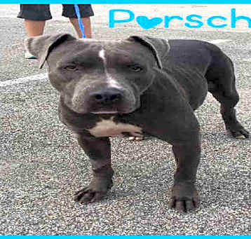 Photo of PORSCHE