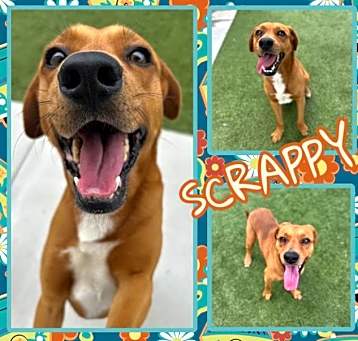 Photo of SCRAPPY