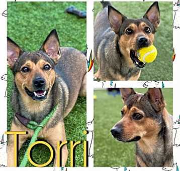 Photo of TORRI