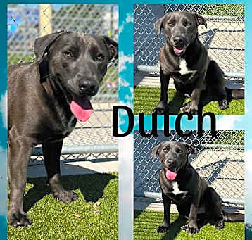Photo of DUTCH