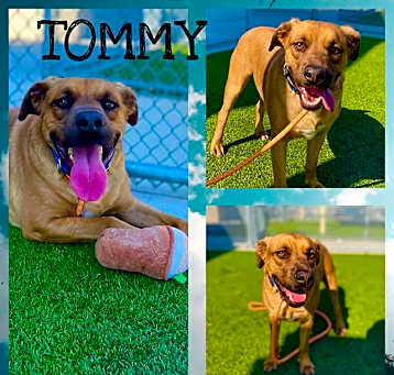 Photo of TOMMY