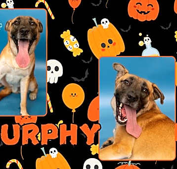 Photo of MURPHY