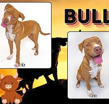 Photo of BULL