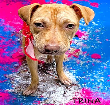 Photo of TRINA