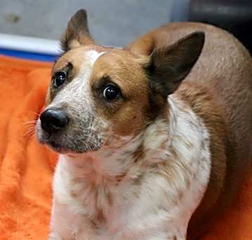 Photo of KIPPER