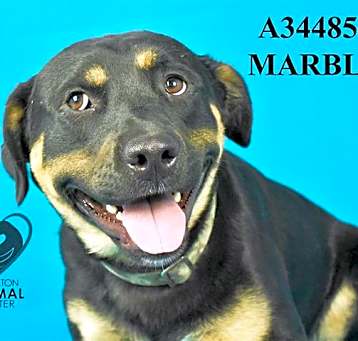 Photo of MARBLE