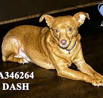Photo of DASH