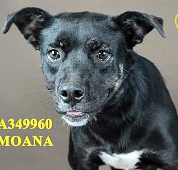 Photo of MOANA