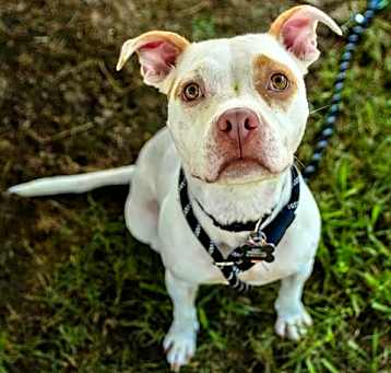 Photo of PINKY