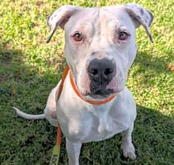 Photo of CUPCAKE- IN FOSTER