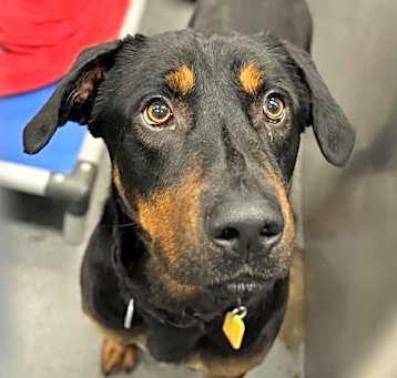Photo of CHAMP