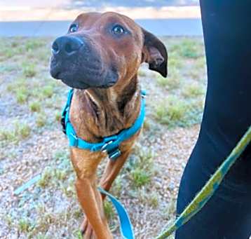 Photo of SCOOBY