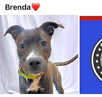 Photo of BRENDA