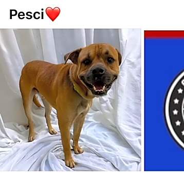 Photo of PESCI