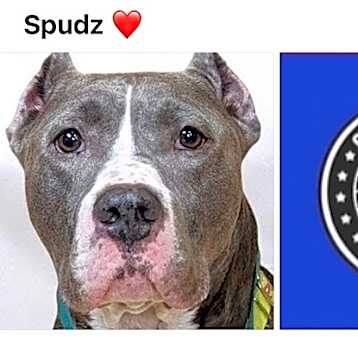 Photo of SPUDZ