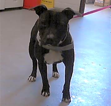 Photo of GHOST