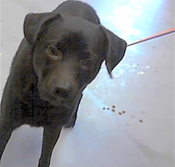 Photo of BOOMER