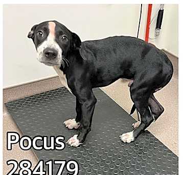 Photo of POCUS
