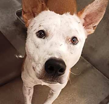 Photo of BUDDY