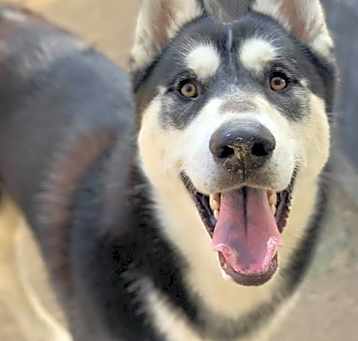 Photo of FLURRY