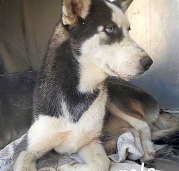 Photo of SHERMAN