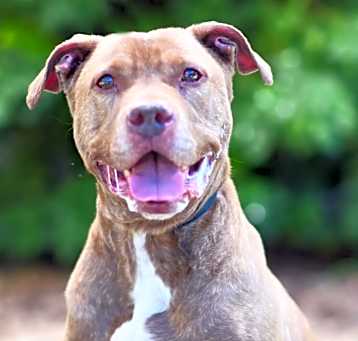 Photo of BUDDY