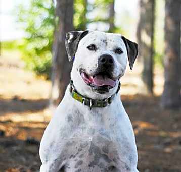 Photo of PONGO