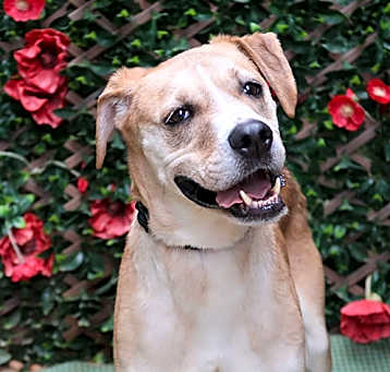 Photo of KODA
