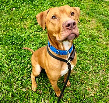 Photo of WATSON