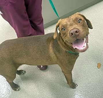 Photo of RUSTY