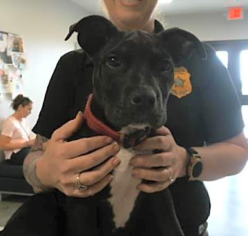Photo of ONYX