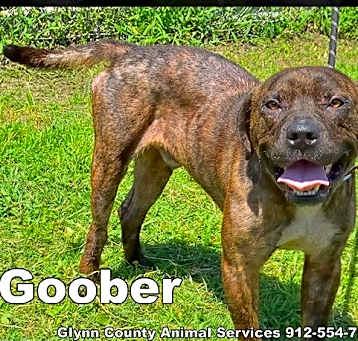Photo of GOOBER