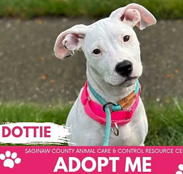Photo of DOTTIE