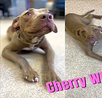 Photo of CHERRY WHEAT