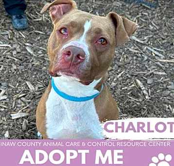Photo of CHARLOTTE