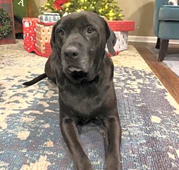 Photo of Magneto