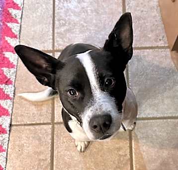 Photo of Fern