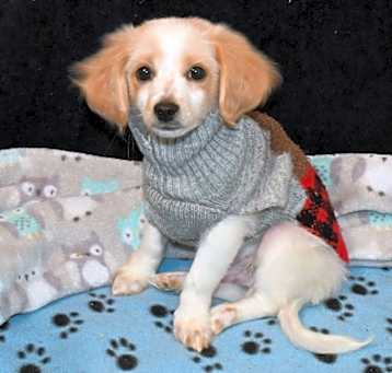Photo of Murphy