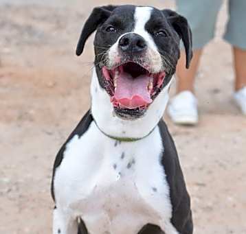 Photo of Roxy